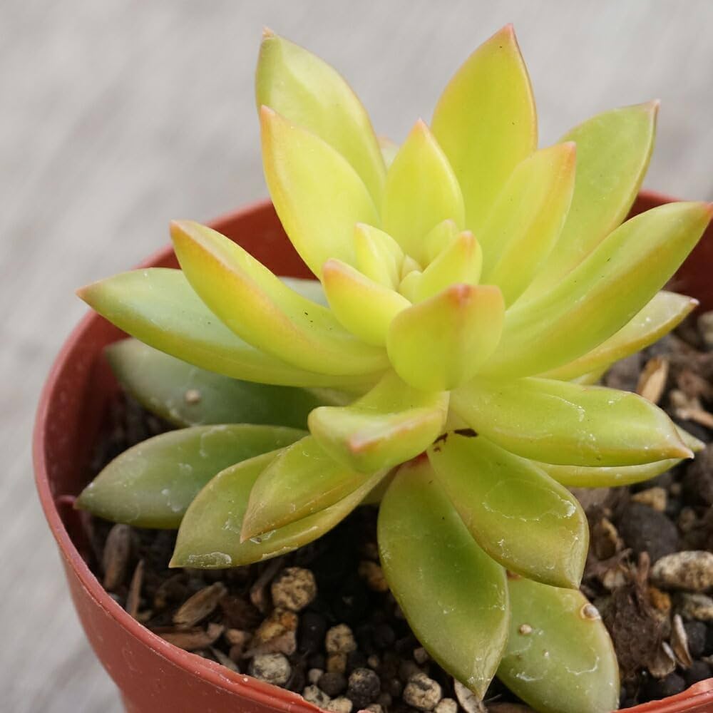 Amazon.co.jp: シンタツタ 新立田 7.5cmポット 多肉植物 セダム