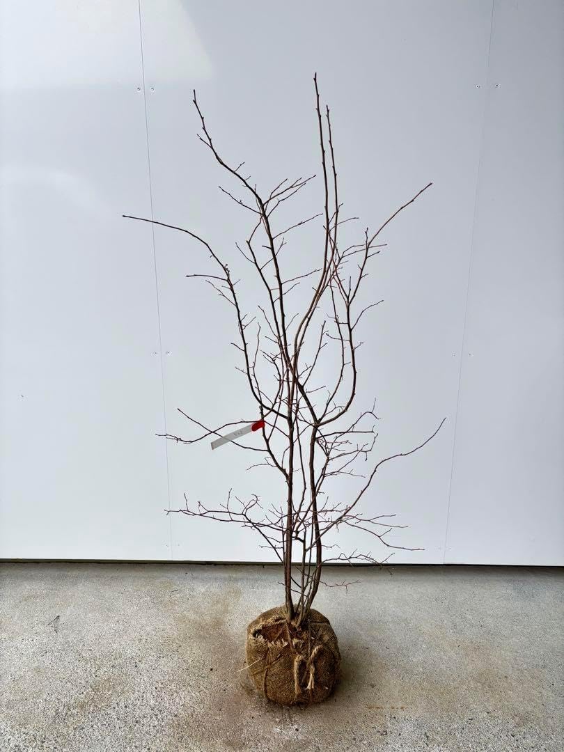 瓜膚楓（ウリハダカエデ）盆栽 SS003 瓜膚楓（ウリハダカエデ）盆栽