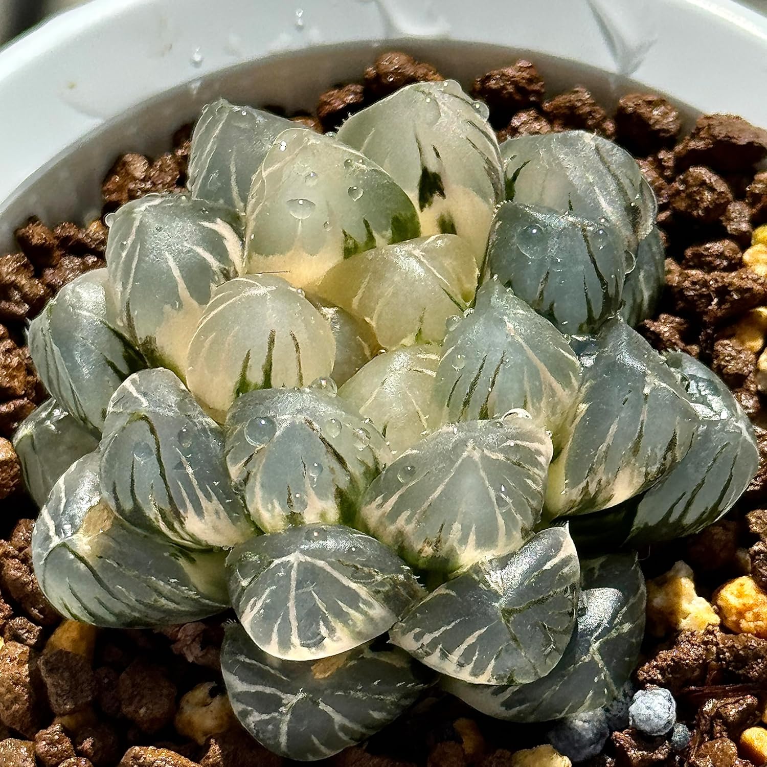 光触媒 人工観葉植物 フェイクグリーン エバーフレッシュ コアッド200