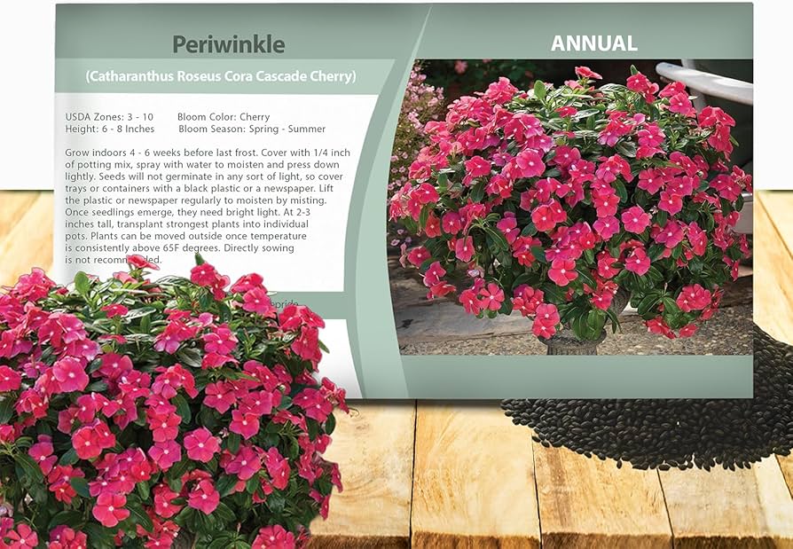 Amazon.com : Outsidepride Cora Cascade Cherry Periwinkle Seeds for