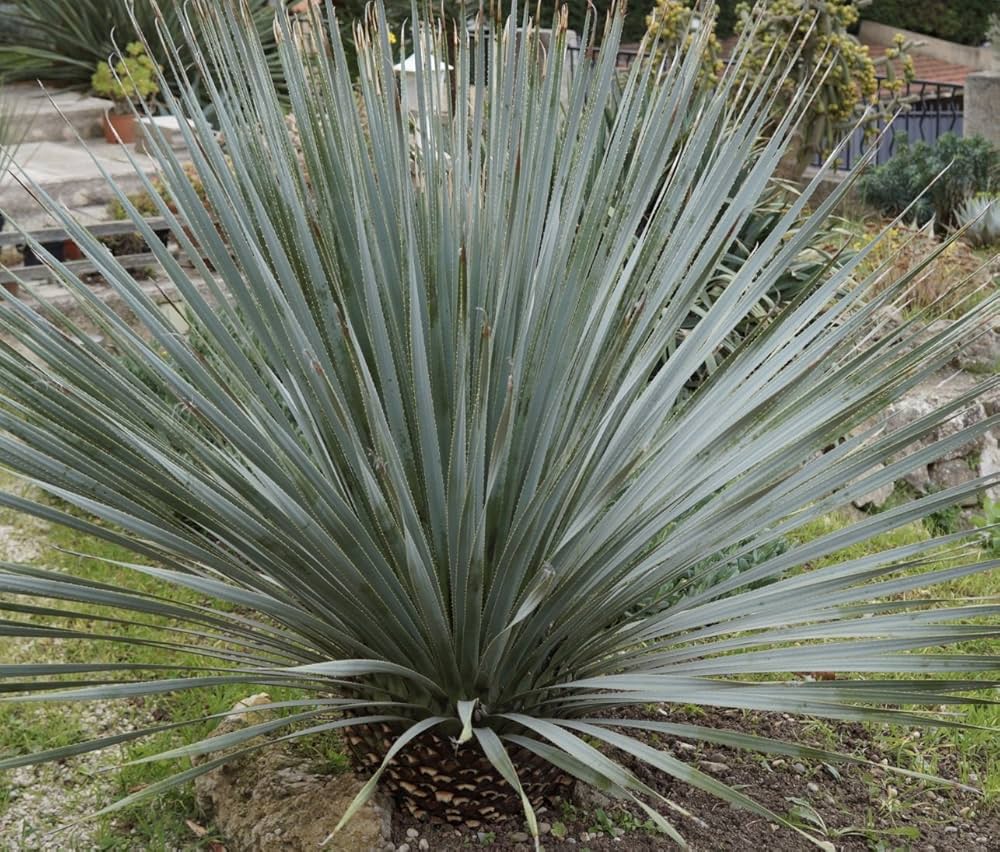 Amazon.co.jp: 【種子】Dasylirion Glaucophyllumダシリリオン・グラウ