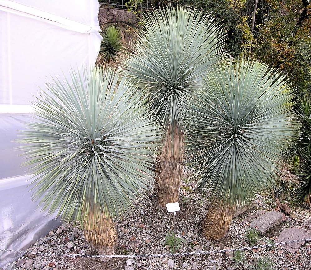 Amazon | 【種子】Yucca Thompsoniana◇ユッカ・トンプソニアーナ