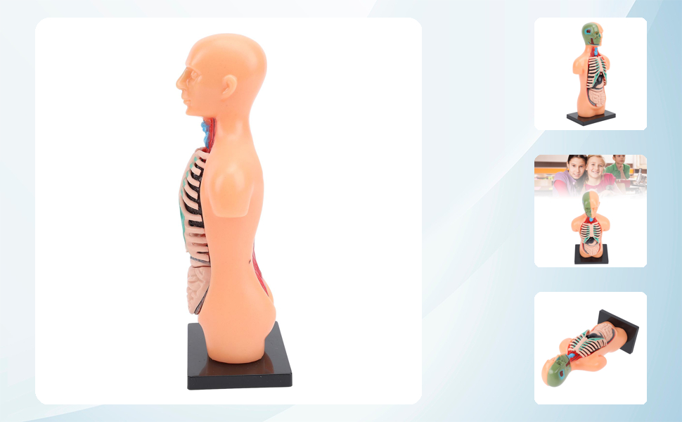 Amazon.com: Asixxsix Human Body Model, Plastic Anatomy Model