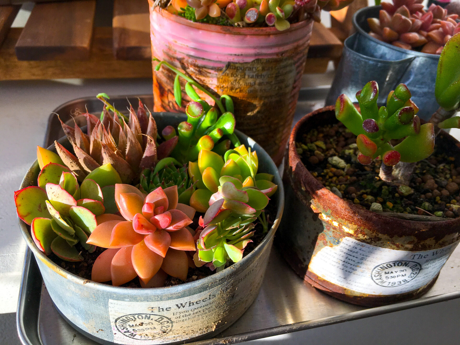 リメイク缶を使っておしゃれな多肉植物の寄せ植えのやり方とコツ