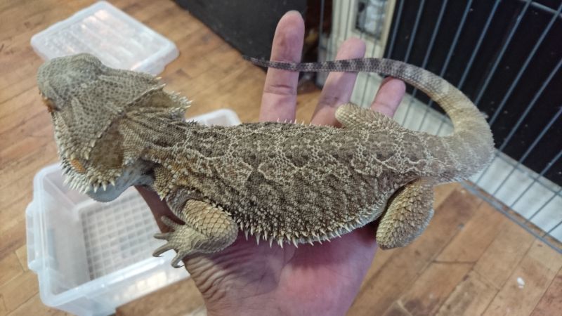 フトアゴヒゲトカゲ ハイカラー♂ - アニマルまめお