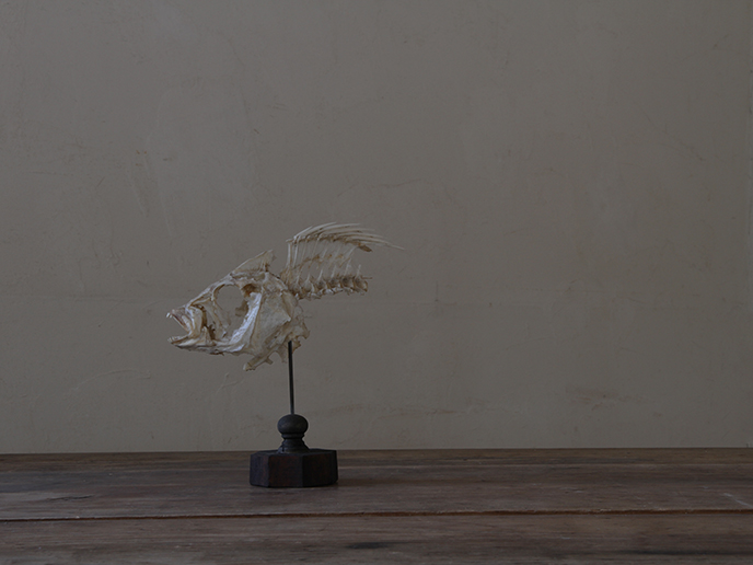 魚の骨のオブジェ 骨格標本 | MANSIKKA antiquesMANSIKKA antiques