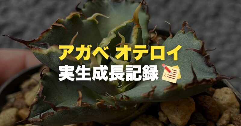アガベオテロイ実生成長記録(約9ヶ月)播種から販売まで！育て方や用土