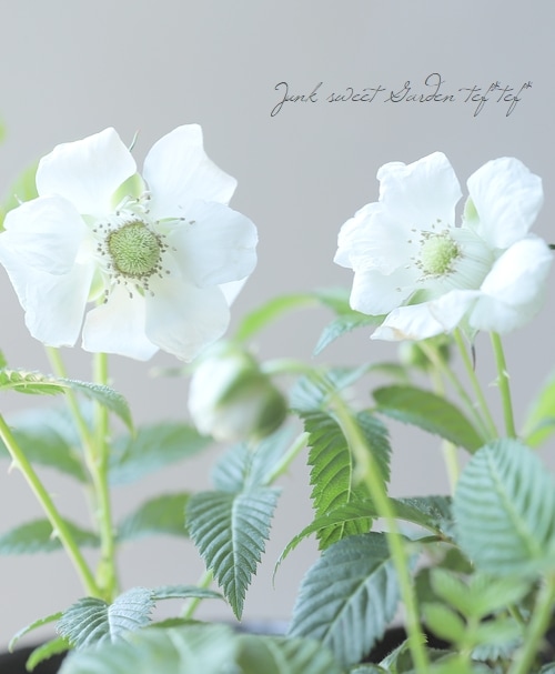 果樹】 『薔薇苺 -バライチゴ-』 （ミヤマイチゴ） | すべての商品