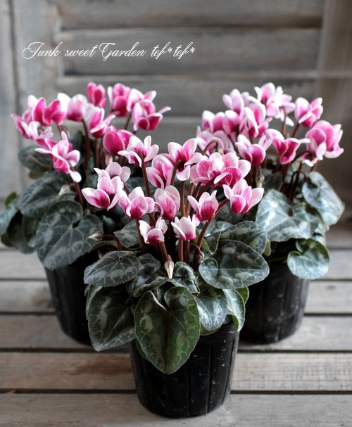 ポーラ サイクラメン 香水 シクラメンの香りcyclamen　Perfume ささやかな、確かさ – The PERFUME OIL FACTORY