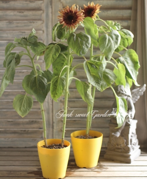 ⭐️ひまわりです i>Helianthus annuus</i><BR><BR>アンティークカラー<BR>夏と言えば