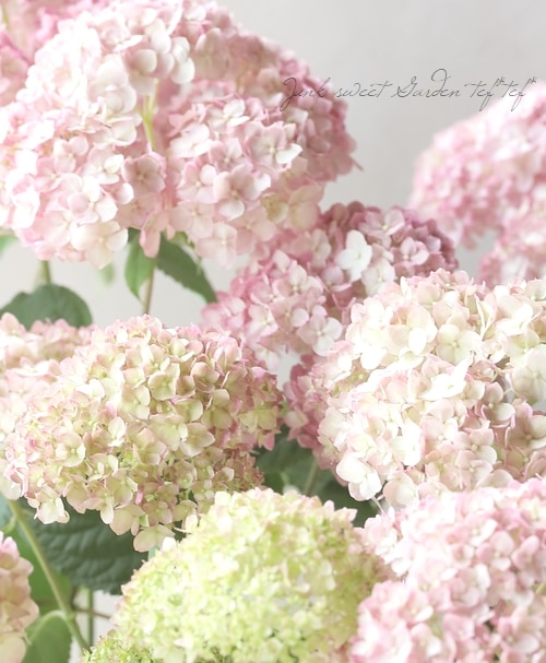 紫陽花アナベル 『ピンカーベル』 | Flower Species,アジサイ | | Junk