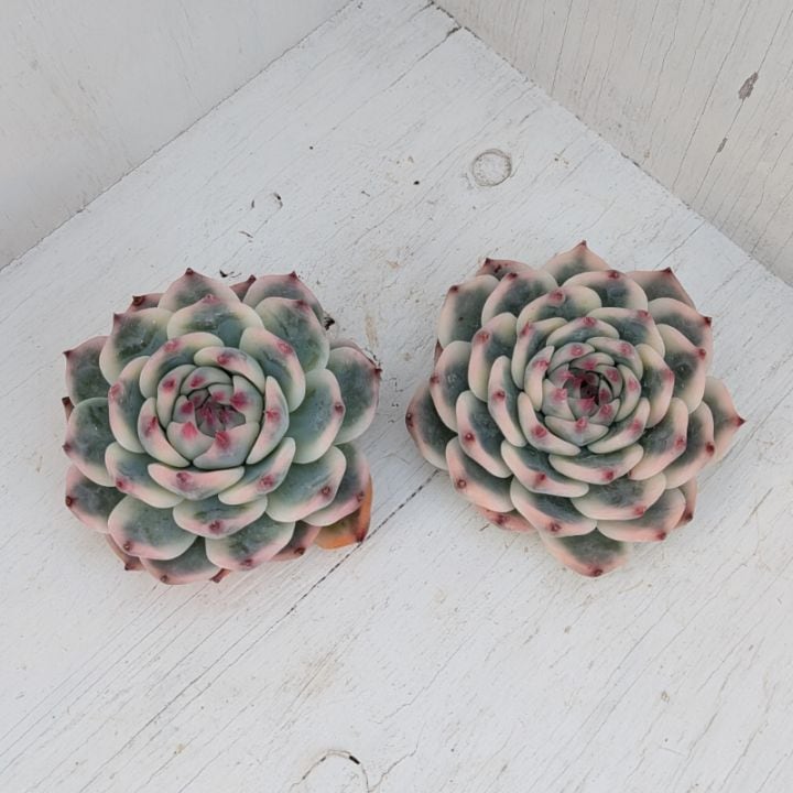 多肉植物の専門通販サイト｜実のりえん