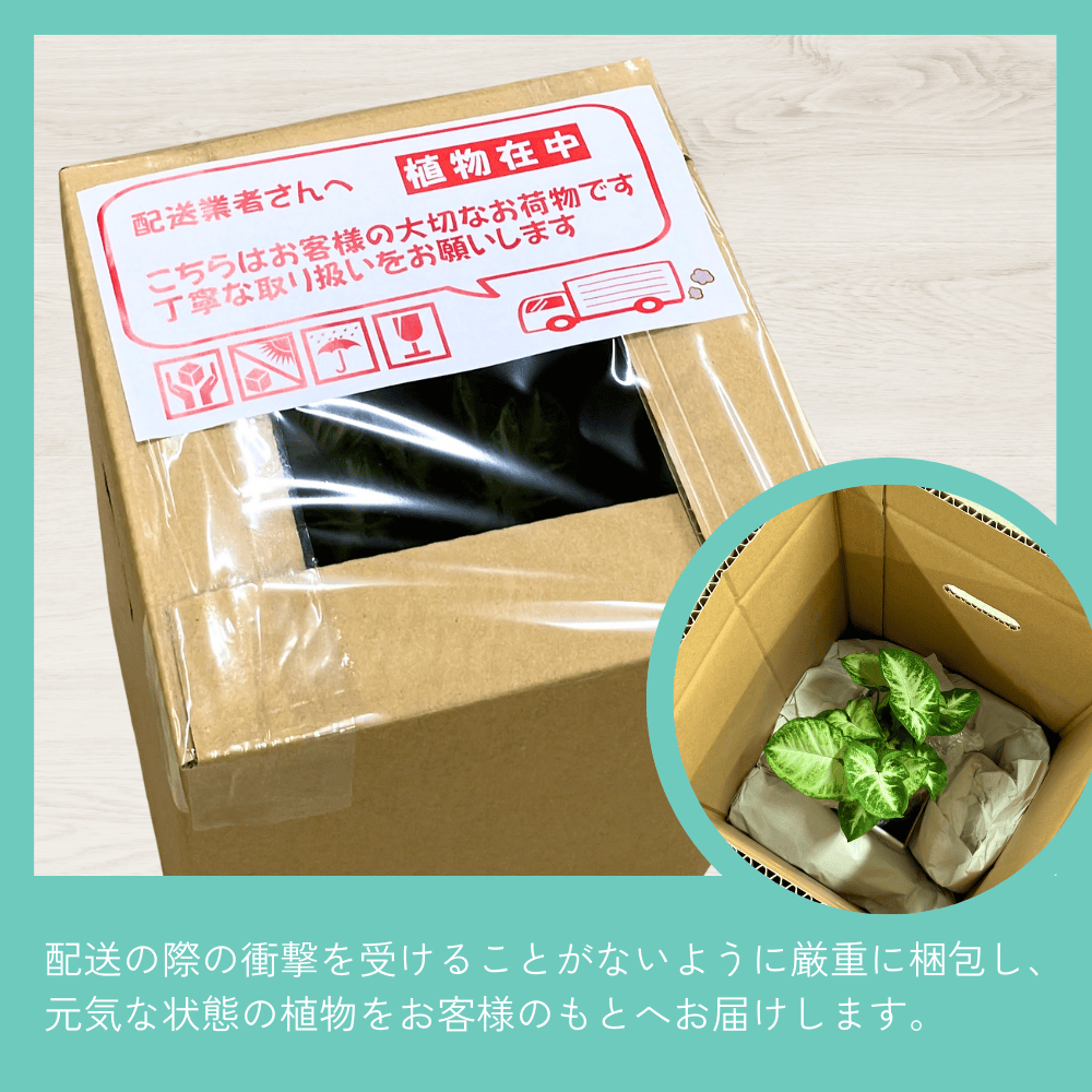 well plants サンスベリア キューブオーロラグラス | 花・観葉植物