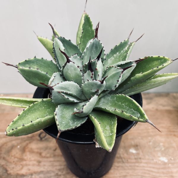 多肉植物：アガベ ポタトルム キュービック*幅15cm 現品！一品限り