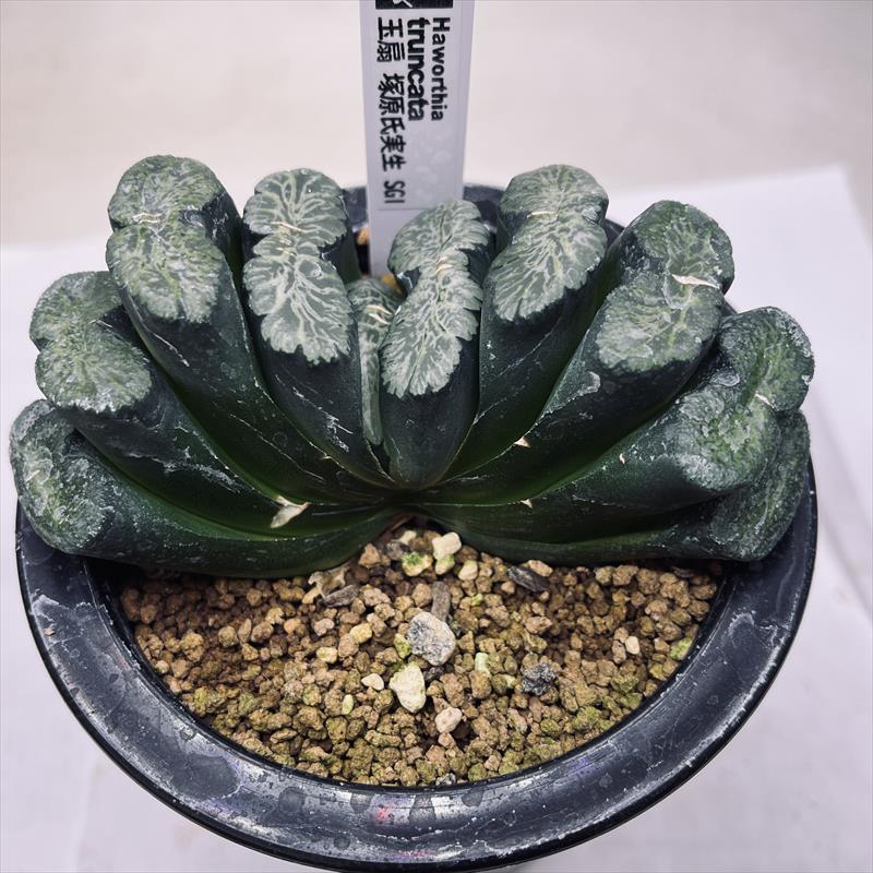 多肉植物 硫黄団扇 狂刺シリーズ 多肉植物 硫黄団扇 狂刺シリーズ