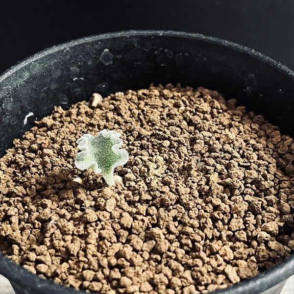 球根植物：エリオスペルマム チタノプソイデス*葉幅1.2cm 現品！一品