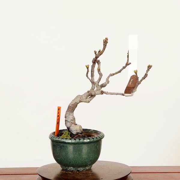盆栽：花梨(かりん)*現品 一点物 カリン Pseudocydonia sinensis Karin