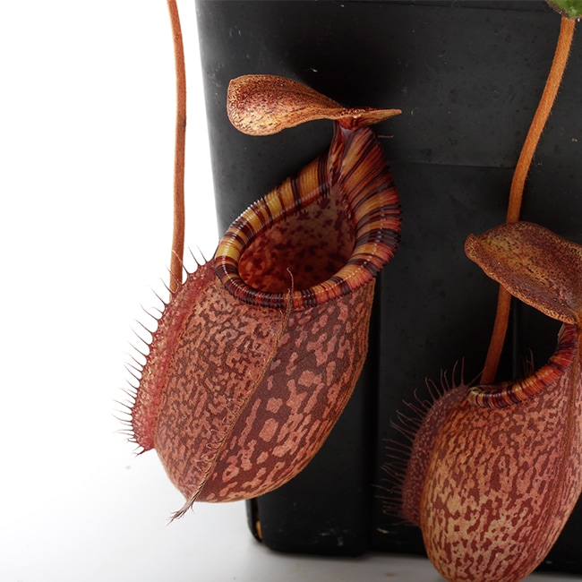 Nepenthes spectabilis (Giant) x undulatifolia / AW-Nx_specbhXundu