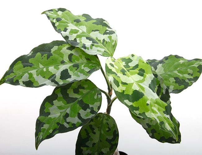 Aglaonema pictum 