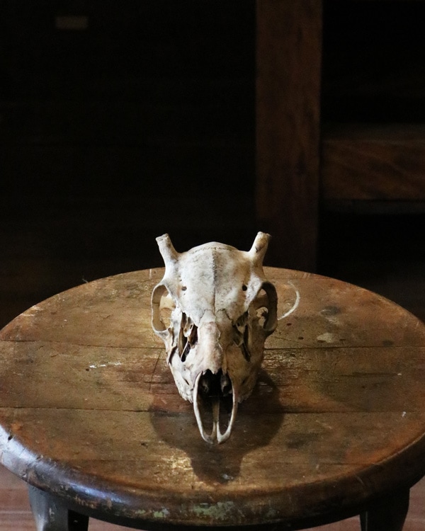 Coyote Skull A｜コヨーテの頭骨 A