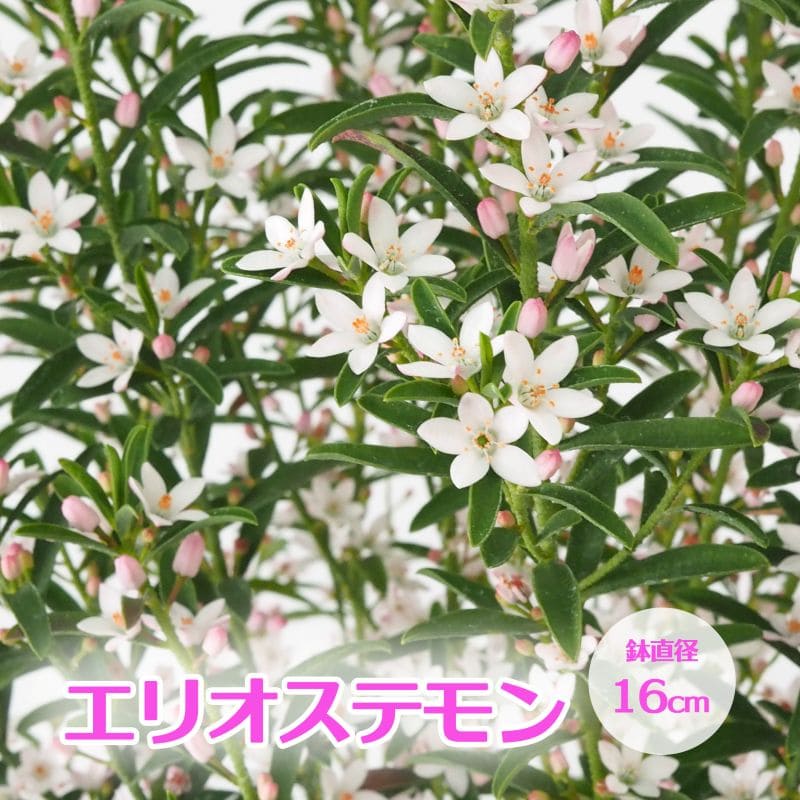 エリオステモン 16cm鉢植え オージー 観葉植物 greenery