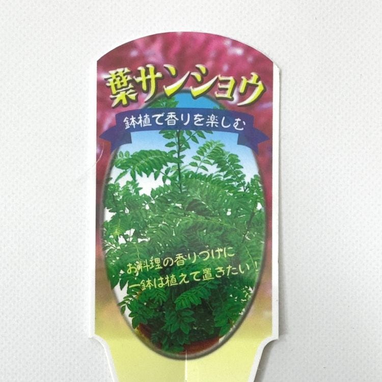 山椒 葉サンショウ 葉山椒 9cmポット 2個セット 苗 苗木 通販 greenery