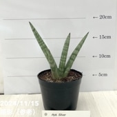 現品お届け】ドラセナ ゴルディアナ Dracaena goldiana 5号（MI2