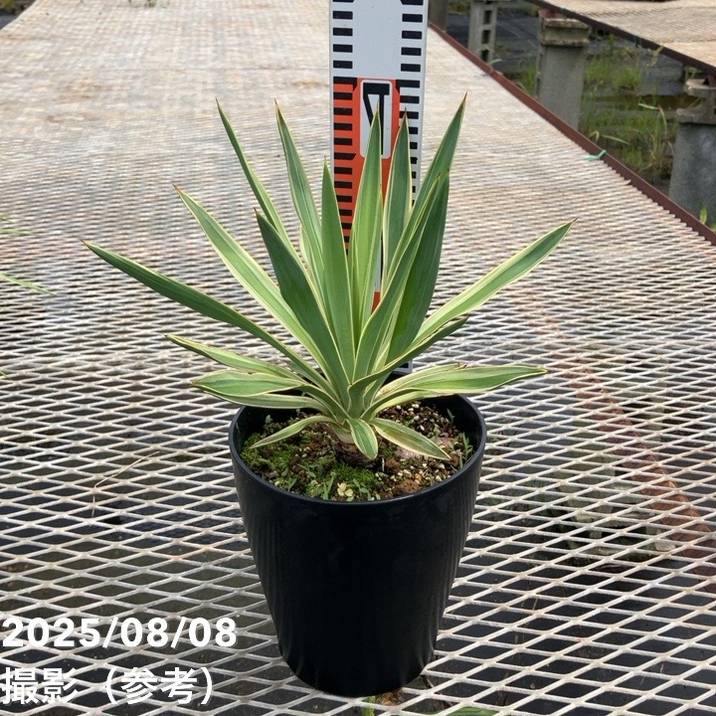 ユッカ 6号 グロリオサ バリエゲイテッド（Yucca gloriosa variegata