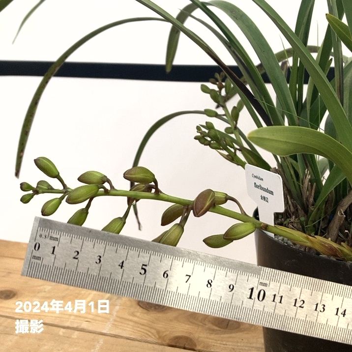 限定2鉢】＜まもなく開花～開花中 花芽5個＞キンリョウヘン 4号（原種