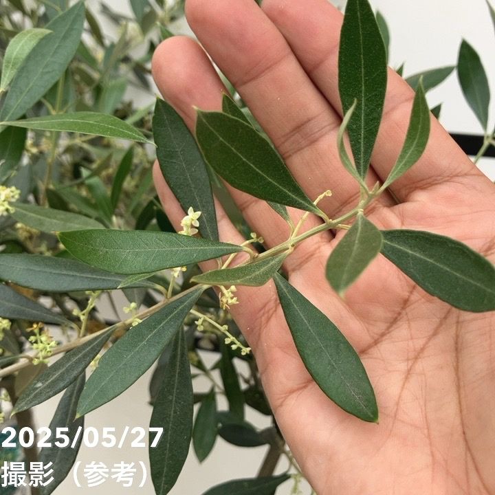 現品お届け】オリーブ 8号 コロネイキ｜果樹10-TU | 果樹 | 赤塚植物園