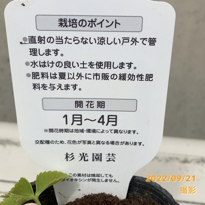 クリスマスローズ ダブル・ゴールド 3号 杉山交配｜山野04-PA | 草花