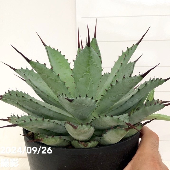 現品お届け】アガベ 5号 チタノタ 曲刺八荒雷神 Agave macroacantha