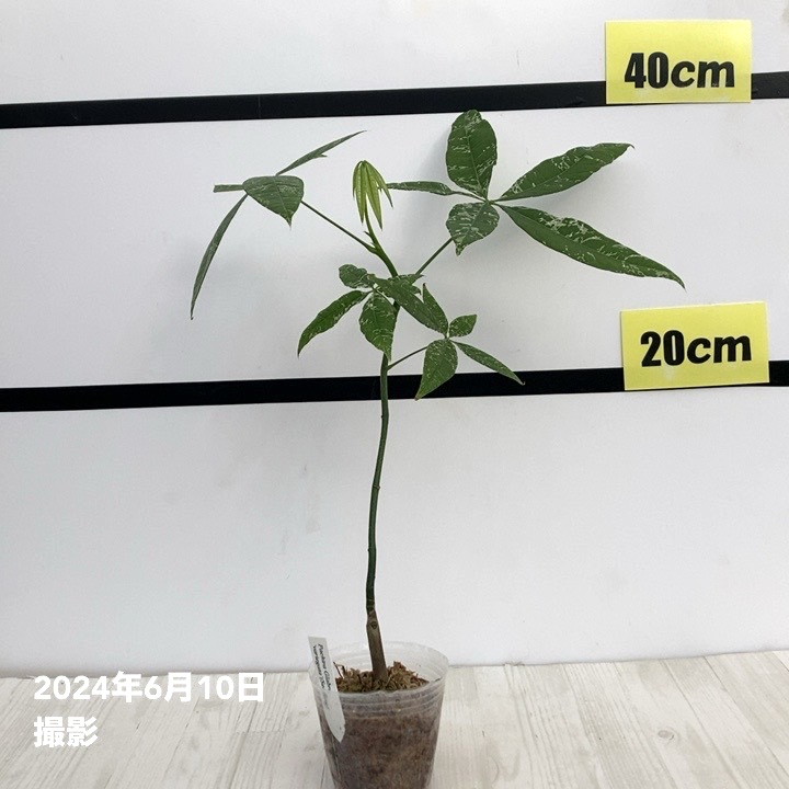 斑入りパキラ 実生 2.5号｜観葉10-TU | 観葉・多肉,パキラ | 赤塚
