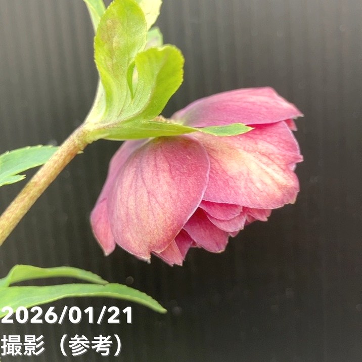 一点物】加藤農園 クリスマスローズ 4.5号（KT24）｜山野04-PA | 草花