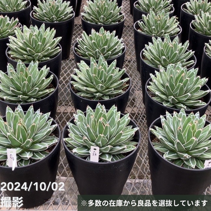 現品お届け】アガベ 6号 ビクトリア レジーナ（ビクトリア レギネ）笹