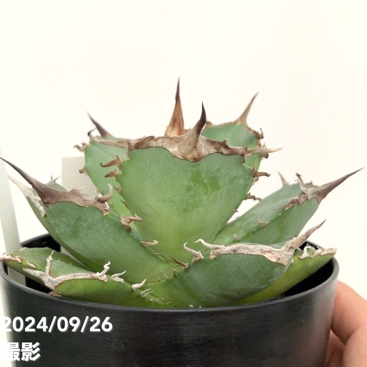 現品お届け】アガベ 4号 チタノタ 阿修羅 Agave titanota 'Ashura