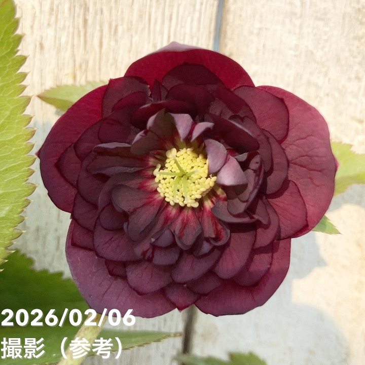 一点物】加藤農園 中間色系多弁クリスマスローズ アンティーク
