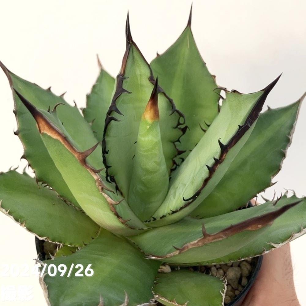 現品お届け】アガベ 4号 チタノタ ブラックファイヤー Agave titanota