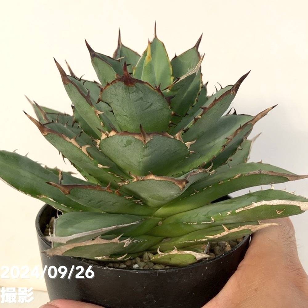 現品お届け】アガベ 4号 チタノタ タワーオブバベル Agave titanota