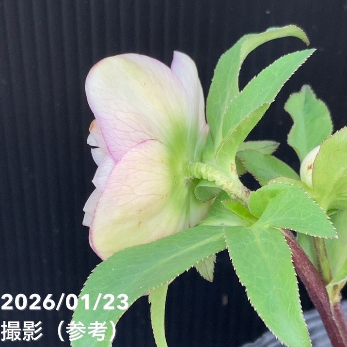 お買い得一点物咲き進み株】加藤農園 クリスマスローズ 4.5号（KT46