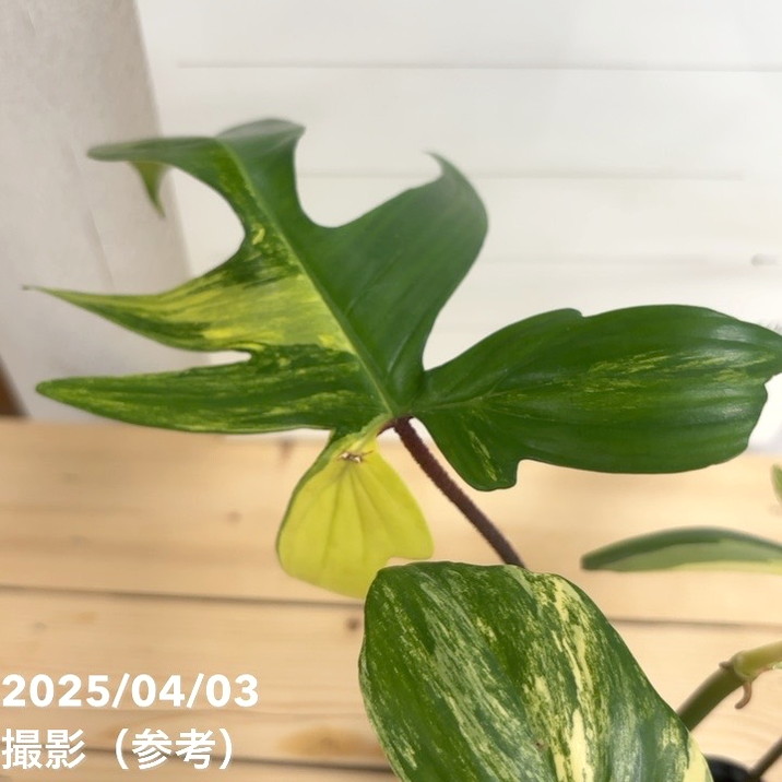 現品お届け】フィロデンドロン フロリダビューティー 3.5号ロング