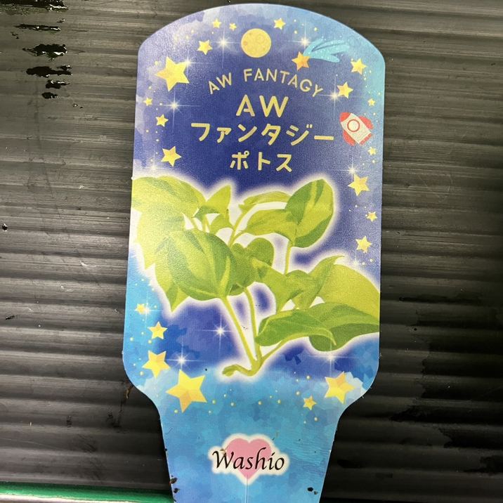 ポトス AWファンタジー 3.5号｜観葉04-PA | 観葉・多肉,ポトス | 赤塚