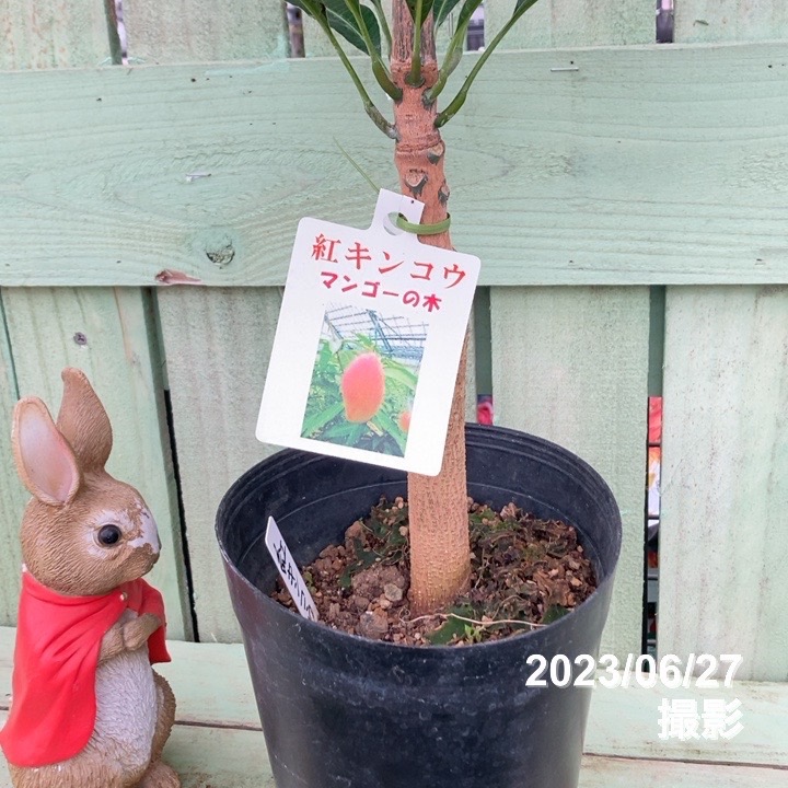 マンゴー 紅キンコウ 6号｜s200｜果樹04-PA | 果樹,[珍しい果樹