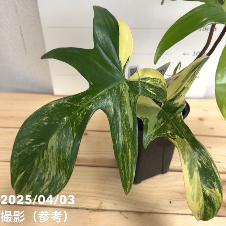 現品お届け】フィロデンドロン フロリダビューティー 3.5号ロング