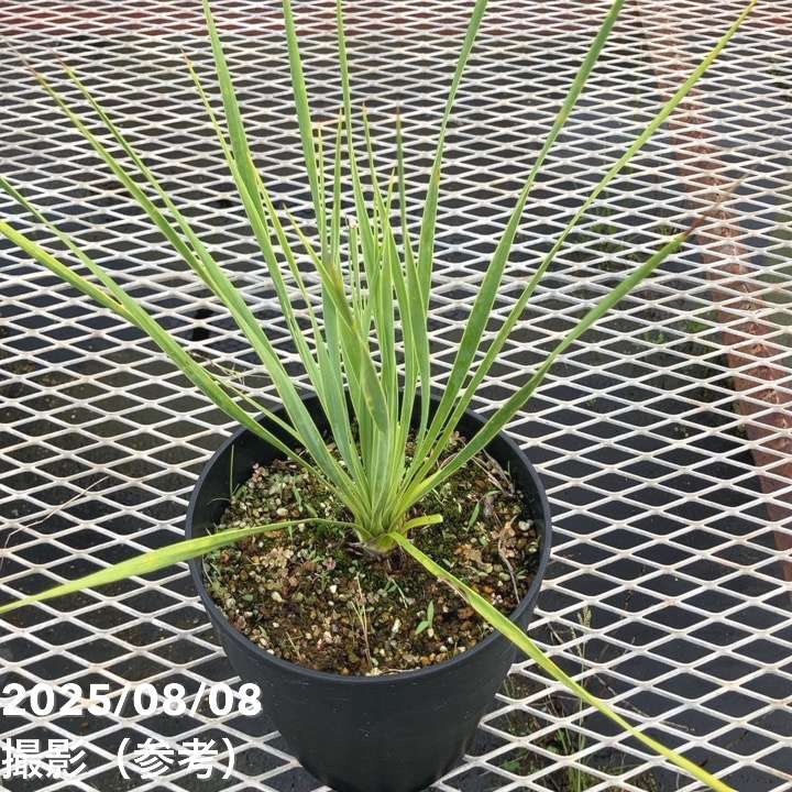 ユッカ 6号 ロストラータ サファイアスカイズ（Yucca rostrata