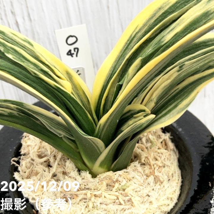現品お届け】豊明園 万年青 オモト 新生殿（しんせいでん） 松竹梅鉢