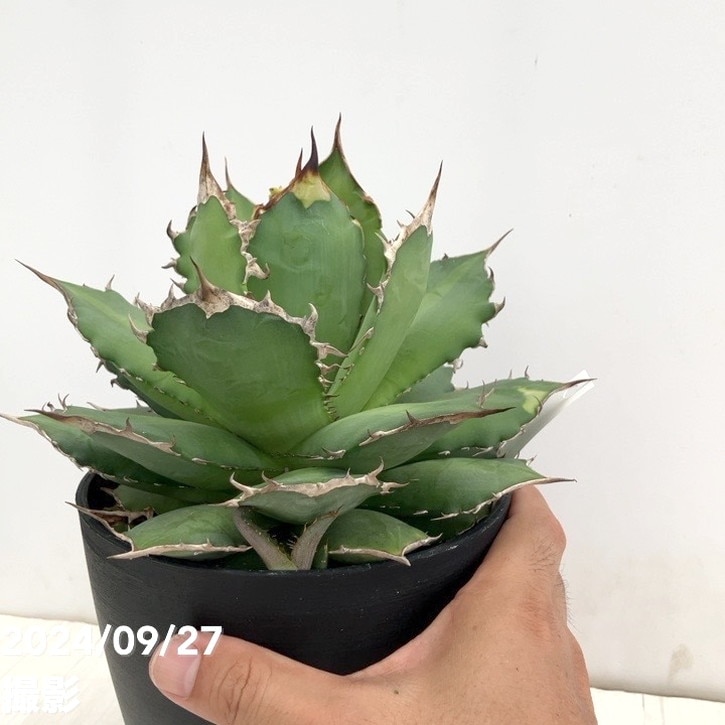 アガベオテロイ 実生 中株 バンドagave titanota ブルー