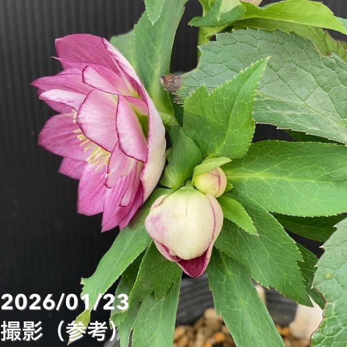 一点物】加藤農園 クリスマスローズ 4.5号（KT52）｜山野04-PA | 草花