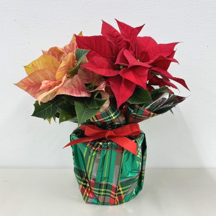 ポインセチア 2色植え 3.5号 クリスマス仕様｜鉢花10-TU | 観葉・多肉