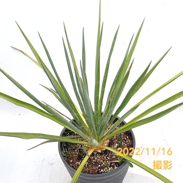ユッカ 7号 フィラメントーサ（Yucca flamentosa）イトラン｜花木01-D1